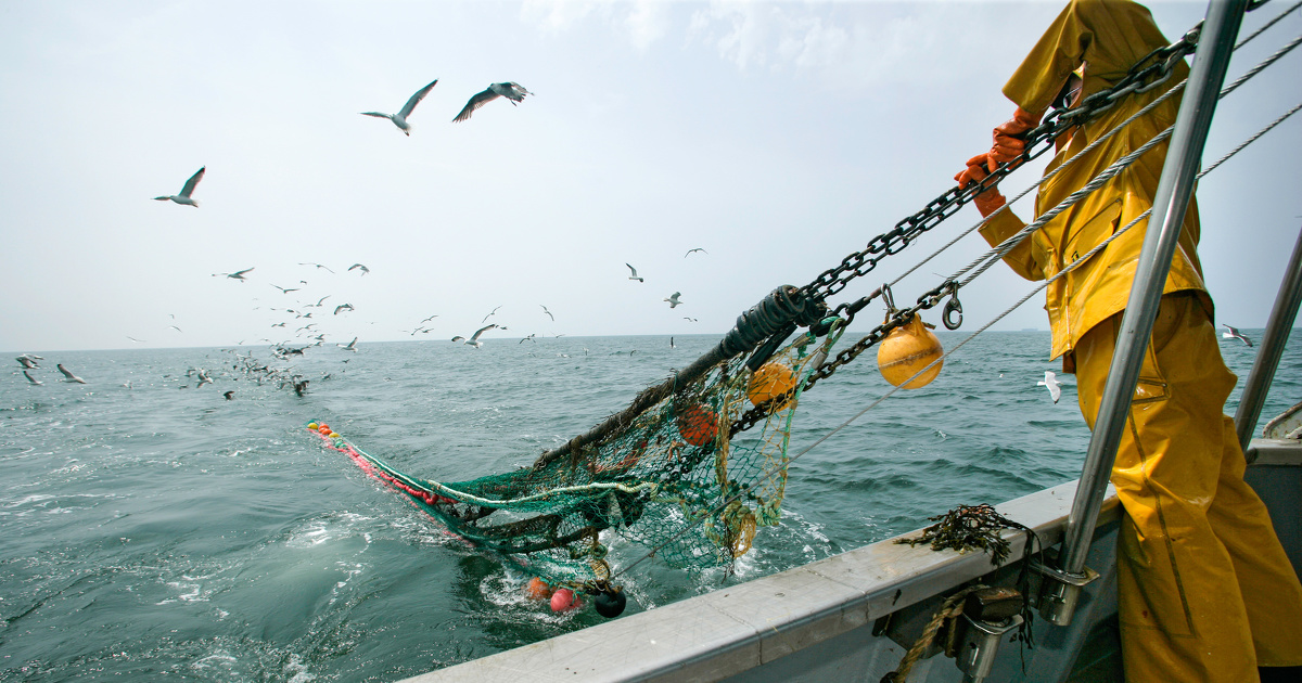 Protection des petits cétacés : le Gouvernement étend les fermetures de pêche aux navires étrangers