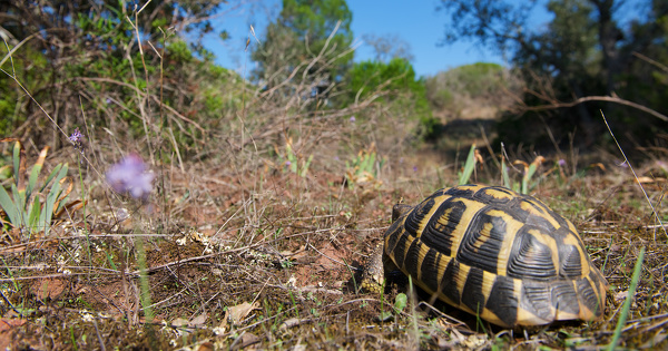 Constatation des infractions sur un terrain agricole�: l'information du procureur n'est pas obligatoire