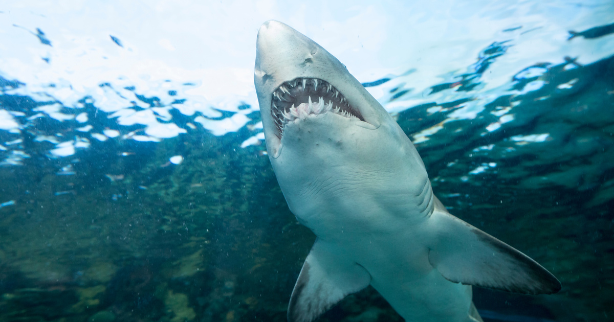 Requins en Nouvelle-Calédonie : la justice administrative annule les décisions de destruction