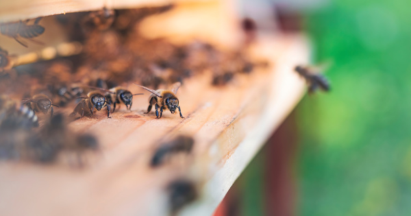 Pesticides : l'Echa publie un guide pour mieux évaluer les risques envers les abeilles