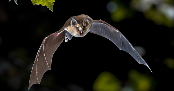 Eau et biodiversit: un projet de recherche va s'intresser aux chauve-souris dans les zones humides