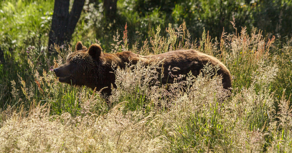 La population d'ours brun continue de grandir dans les Pyrnes