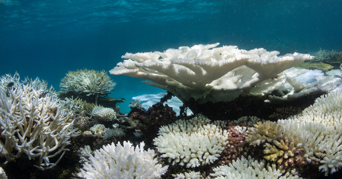 Un nouvel pisode plantaire de blanchissement des coraux est en cours