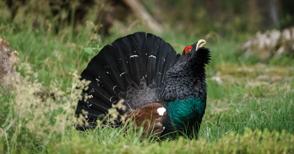 Grand t�tras dans les Vosges�: le l�cher autoris� mais attaqu� en justice
