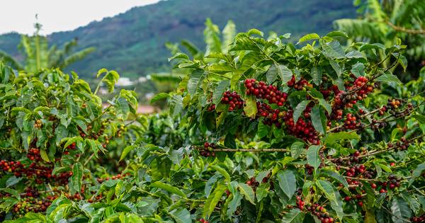 De nouvelles recommandations du Cirad pour Ã©valuer l'impact environnemental du cafÃ© 