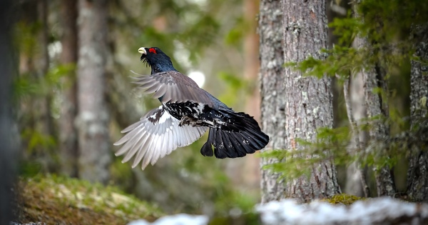 Pas d'urgence � stopper le l�cher de grands t�tras dans les Vosges, selon la justice