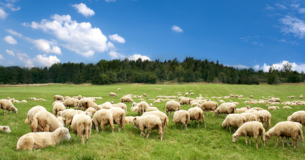 La d�sertification passe par une d�gradation ��s�v�re�� des espaces de p�turage