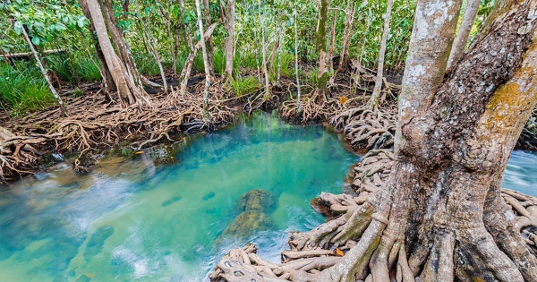 La moiti� des mangroves pourraient dispara�tre dans un quart de si�cle