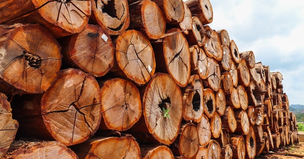 Importation ill�gale de bois�: la condamnation d'une entreprise de l'Indre confirm�e en appel