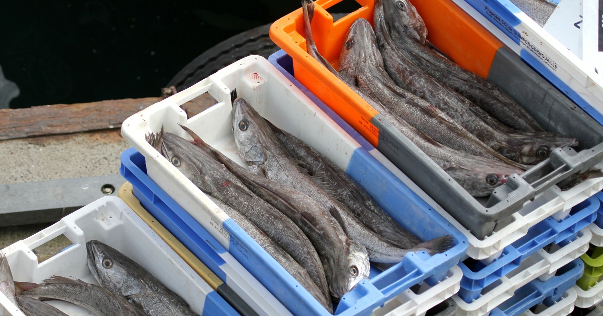 Pourquoi le pr�sident du comit� des p�ches d'Occitanie a �t� condamn� p�nalement