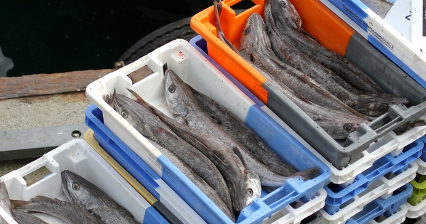 Pourquoi le pr�sident du comit� des p�ches d'Occitanie a �t� condamn� p�nalement