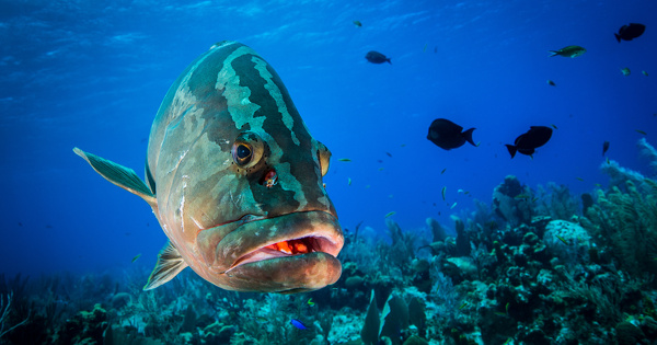 Le nombre d'esp�ces de poissons menac�es est cinq fois plus �lev� que les estimations pr�c�dentes