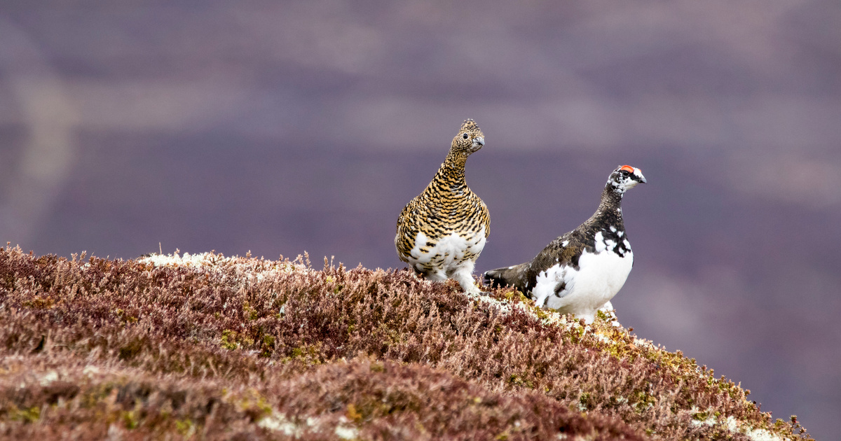La chasse du lagop�de suspendue dans l'Ari�ge dans le cadre d'un r�f�r�-libert�