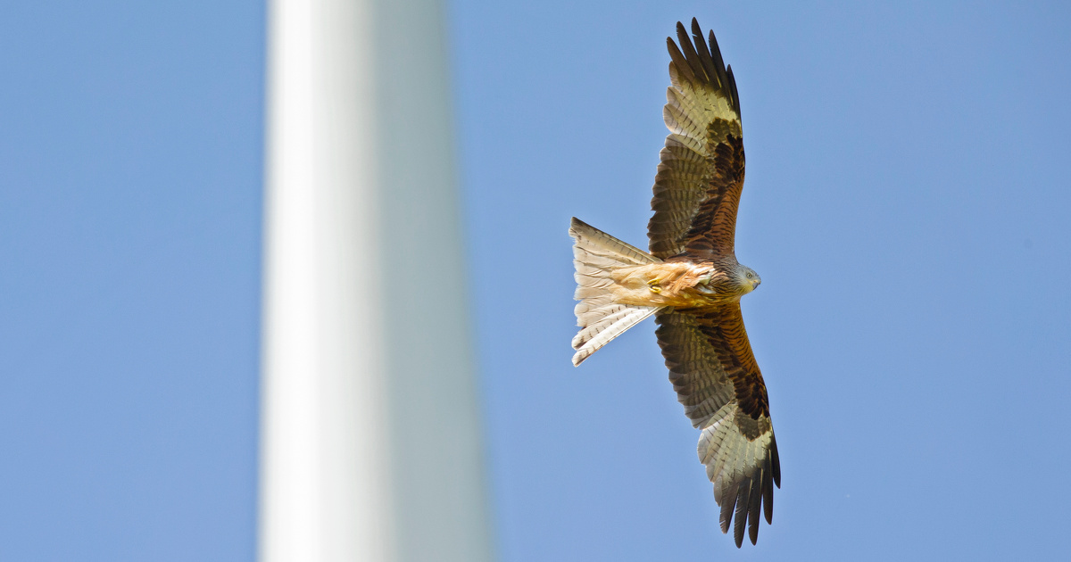 Esp�ces prot�g�es, l'autorisation environnementale refus�e si les conditions de d�rogation ne sont pas r�unies