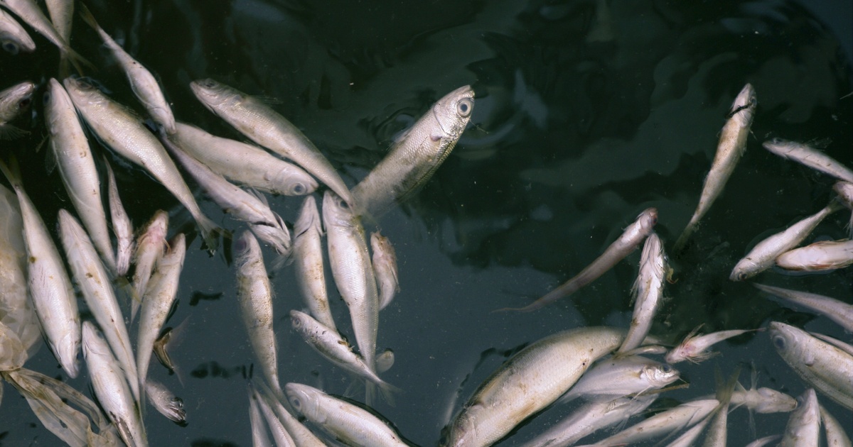 Pollution de cours d'eau�: un �leveur breton interdit d'aides publiques par le juge p�nal