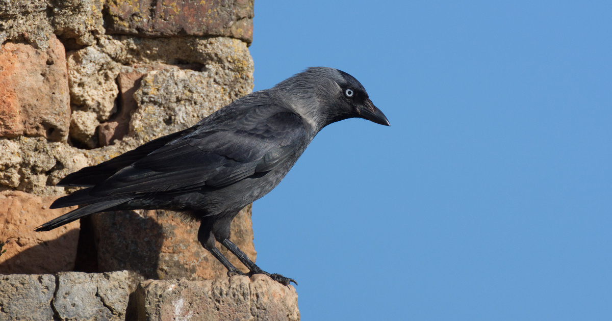 Choucas des tours�: trois arr�t�s pr�fectoraux autorisant leur destruction sont annul�s