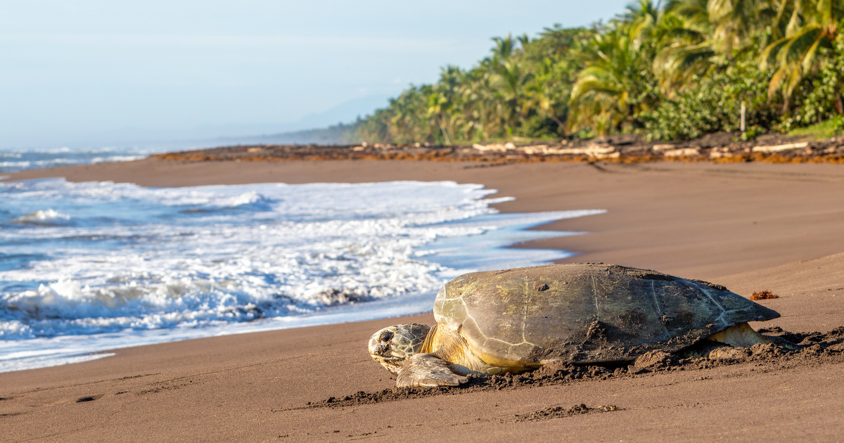 L'ONB publie un indicateur pour suivre l'�volution des populations de tortues marines qui pondent en France