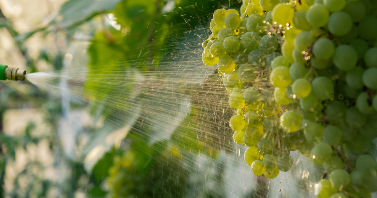 Pesticides�: sept associations ouvrent une plateforme sur leurs risques sanitaires dans l'alimentation