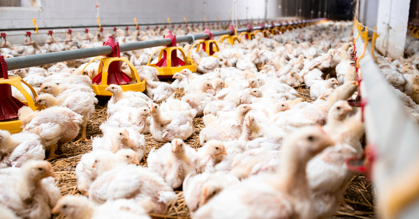 Le tribunal administratif de Rennes annule l'autorisation d'extension d'un �levage de volailles en Bretagne