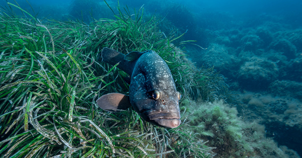 Braconnage�: la cour d'appel d'Aix-en-Provence condamne le ��p�cheur fou��