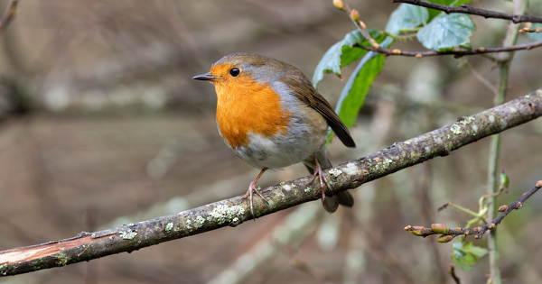 Braconnage�: la cour d'appel d'Aix-en-Provence condamne un pi�geur de rouges-gorges 