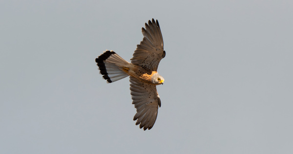 �olien�: EDF Renouvelables condamn�e p�nalement pour destruction d'esp�ces prot�g�es