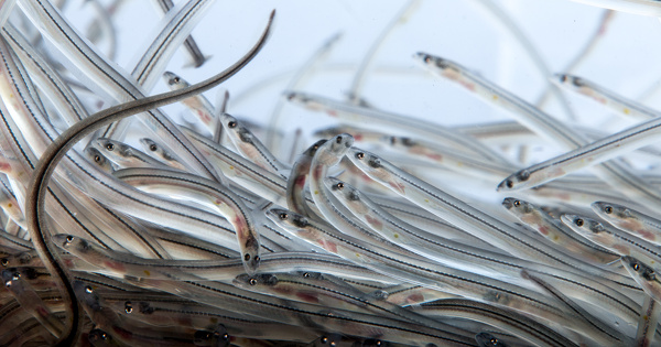 Trafic ill�gal de civelles�: huit membres d'une bande organis�e ont �t� condamn�s 