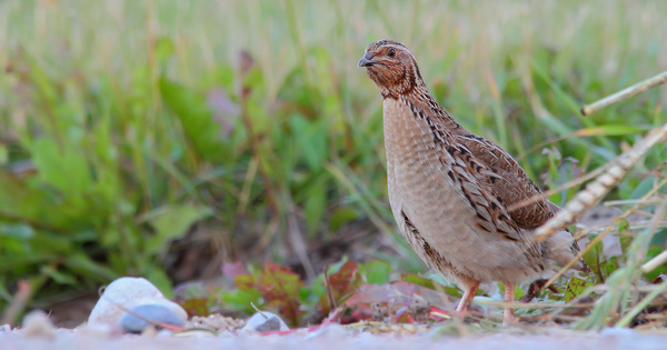 Chasse aux oiseaux migrateurs : de nouvelles propositions en consultation