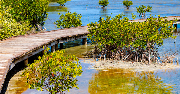 Le Comit� fran�ais de l'UICN d�ploie des outils pour prot�ger les mangroves en Outre-mer