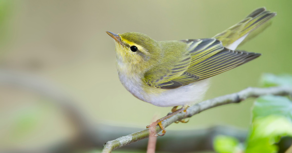 Directive Oiseaux�: les interdictions de perturbation ou de destruction s'appliquent de fa�on large 