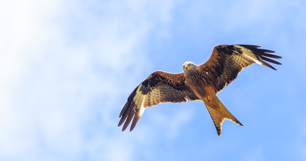 L'activit� d'un parc �olien en C�te-d'Or suspendue jusqu'� l'octroi d'une d�rogation Esp�ces prot�g�es 