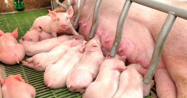 La justice exclut le bien-�tre animal des int�r�ts prot�g�s par la l�gislation des ICPE 