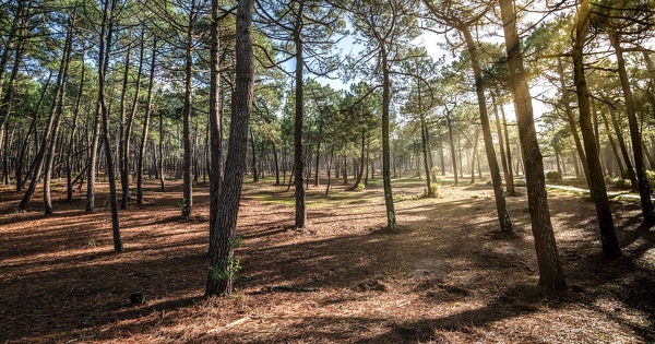 Application du r�gime forestier�: la consultation du public n'�tait pas obligatoire 