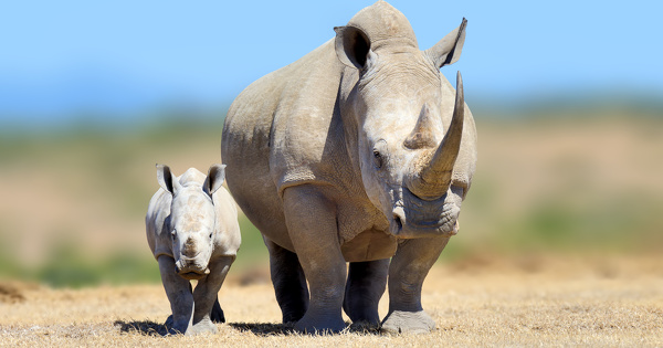 La COP20 de la Convention sur le commerce d'esp�ces menac�es ouvre � Samarcande