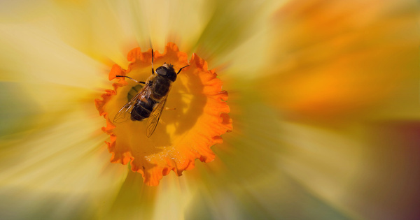 Pollinisateurs�: la Commission europ�enne publie le dispositif de surveillance