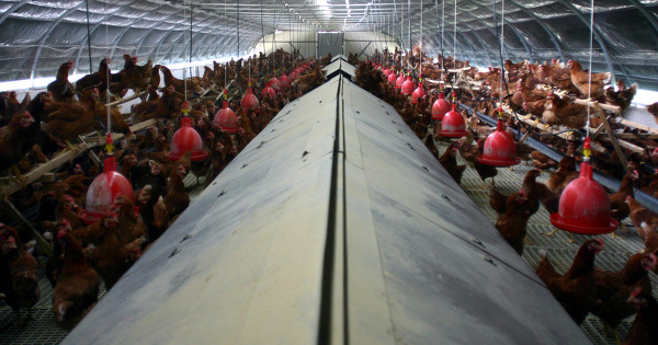 Une ICPE en zone sensible doit n�cessairement faire l'objet d'une �valuation environnementale  