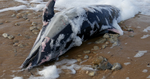 Petits c�tac�s�: une mortalit� en baisse apr�s la fermeture de la p�che dans le golfe de Gascogne