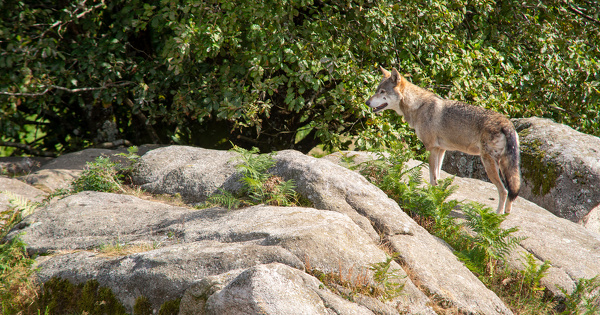 Loup�: une population de nouveau en hausse et des tirs bient�t facilit�s
