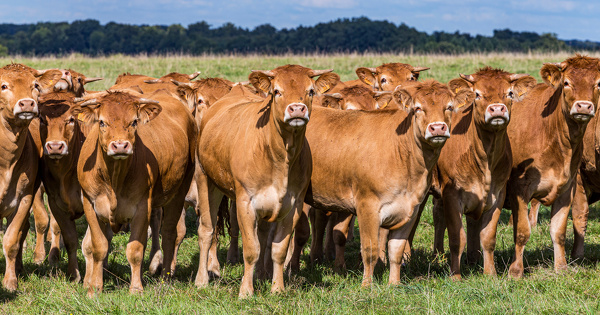 Snanc�: la publication encore bloqu�e pour des questions d'arbitrage