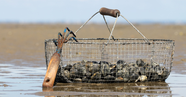 Trafic de palourdes�: 50 000 euros d'amende pour la soci�t� et des peines d'emprisonnement pour ses dirigeants