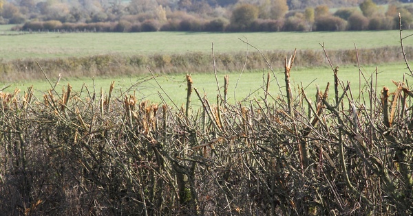 Un cr�dit d'imp�t pour la gestion durable des haies