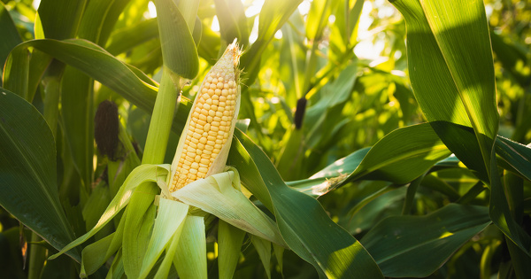 La Commission europ�enne veut cr�er un march� favorable au biosourc�