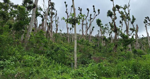 Un an apr�s Chido, l'ONF acc�l�re le reboisement des for�ts mahoraises d�truites 