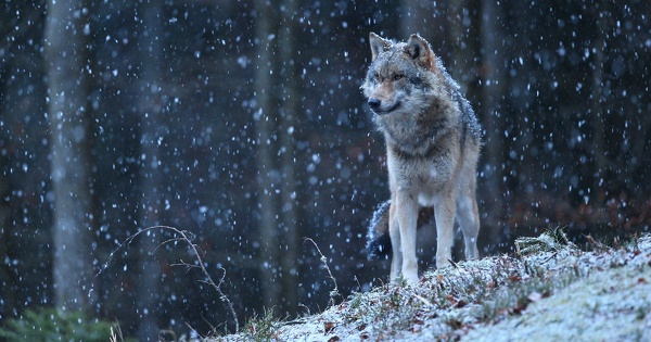 Loup�: l'�valuation de l'incidence d'une d�rogation doit aussi �tre r�alis�e � l'�chelon local