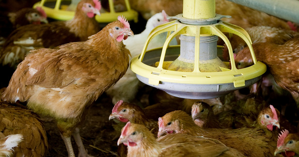 La raret� de l'eau due au changement climatique peut justifier le refus de construire un poulailler industriel