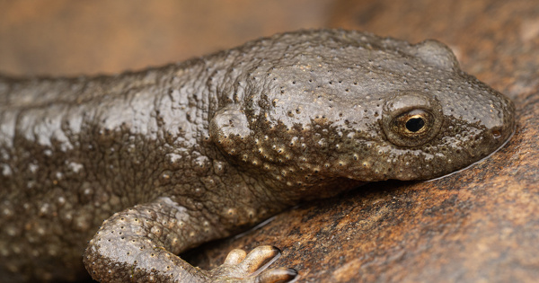 Le tribunal administratif de Pau valide l'alevinage dans les lacs de montagne du parc national des Pyr�n�es 