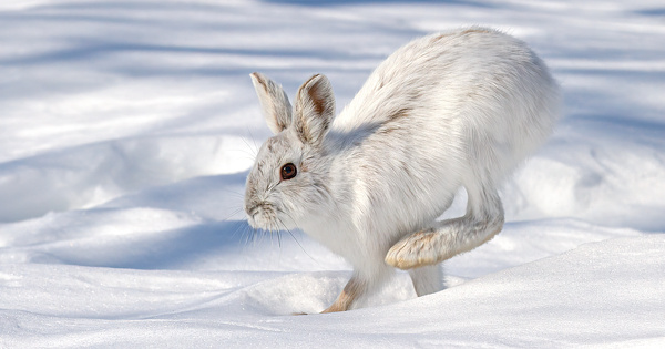 Esp�ces exotiques envahissantes�: la r�gularisation par la chasse est sans incidence 