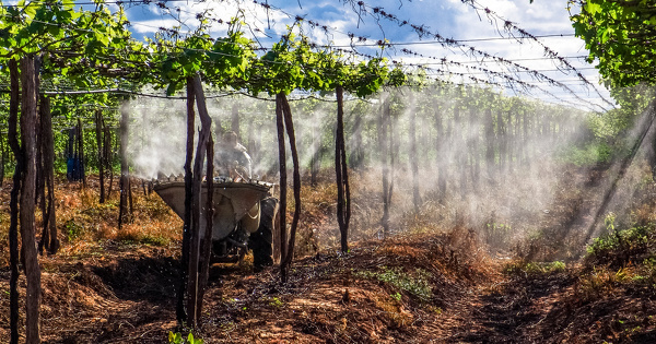 Pesticides�: l'arr�t� suspendant l'importation de produits contenant des substances interdites est paru