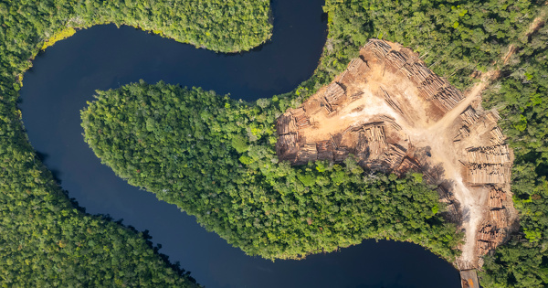 Une faible alt�ration des for�ts tropicales humides peut impacter gravement le stockage de carbone