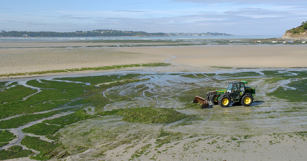Algues vertes et faute inexcusable�: la mort du chauffeur va �tre rejug�e
